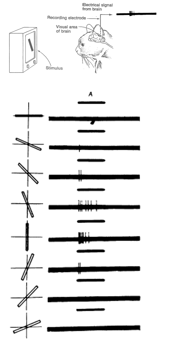 Spraakmakend experiment waarbij werd aangetoond dat sommige neuronen in de visuele cortex van huiskatten (maar dit geldt als model voor ander zoogdieren, waaronder de mens) enkel afgevuurd worden bij het zien van verticale lijnen Hubel and Wiesel 1959.