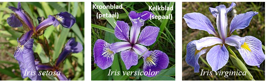 De drie soort van de iris dataset. Bron: Szczecinkowaty 2007, Mayfield 2005, Mayfield 2007.