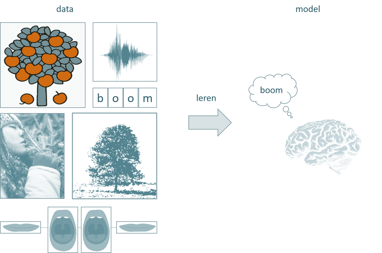 Het centraal zenuwstelsel van een mens kan leren uit data. Het concept ‘boom’ wordt hier met een ‘gedachten-wolk’ voorgesteld en komt overeen met een model van de realiteit.