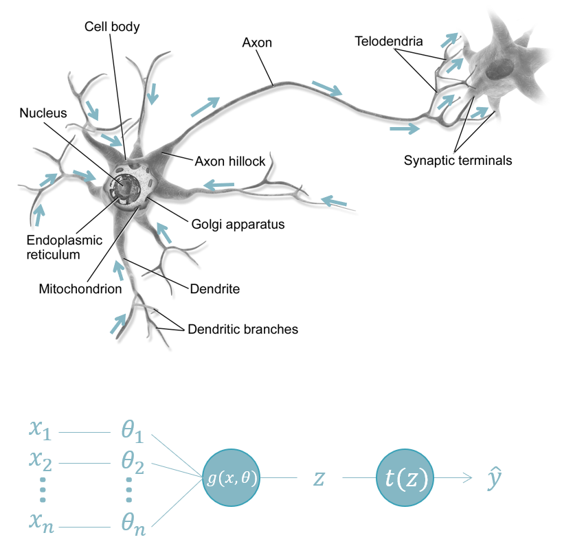 De anatomie van het neuron en de overeenkomstige node van een neuraal netwerk. In het dierlijke neuron (boven) krijgt het cellichaam (eng: cell body) allerlei invoer van verscheidene locaties. In dit cellichaam vindt de integratie plaats (sommatie) en transformatie waarna het signaal (in de vorm van een zogenaamde actiepotentiaal) langsheen het axon reist naar het axon-uiteinde (eng: synaptic terminals). In een neuraal netwerk zijn de axon-uiteinden verbonden met de dendrieten (eng: dendrites) van een ander neuron. In een perceptron (onder) wordt de invoer (\(x\)) gewogen en geïntegreerd tot één getal (\(z\)) dat getransformeerd kan worden alvorens het wordt als uitvoer (\(y\)) wordt vrijgegeven. Bron: Commons 2013.